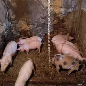 Purcei de 8 saptamani.