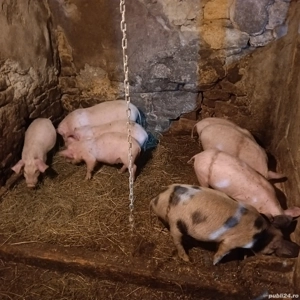 Purcei de 8 saptamani. - imagine 4