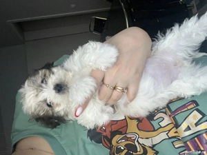 Pui Bichon Havanez  - imagine 2