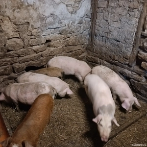 Purcei 12 saptamani de vanzare. - imagine 2