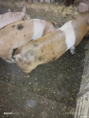 Vand purcei - imagine 2