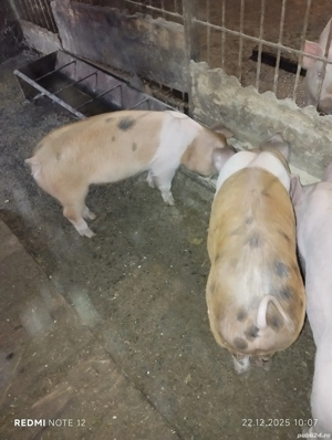 Vand purcei - imagine 3