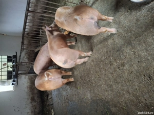 Vând porci 150 -200 kg - imagine 2