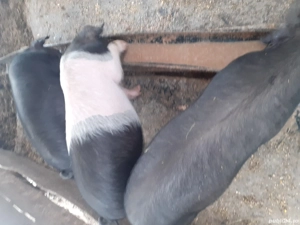 vând purcei crescuți natural în propria gospodarie foarte mancaciosi  - imagine 2