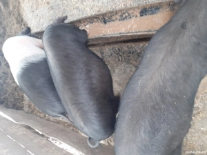 vând purcei crescuți natural în propria gospodarie foarte mancaciosi  - imagine 5