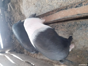 vând purcei crescuți natural în propria gospodarie foarte mancaciosi  - imagine 3