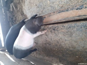 vând purcei crescuți natural în propria gospodarie foarte mancaciosi  - imagine 4