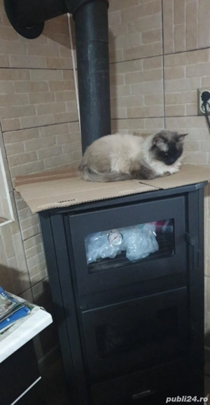 Vând motan birmanez frumos - imagine 2