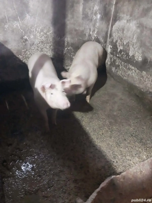 Porci de vanzare 