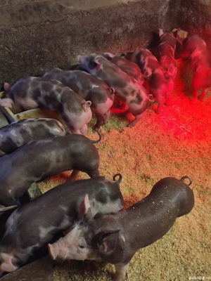 vand purcei  - imagine 2