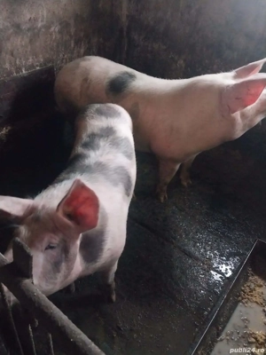 Porci de vanzare  - imagine 3