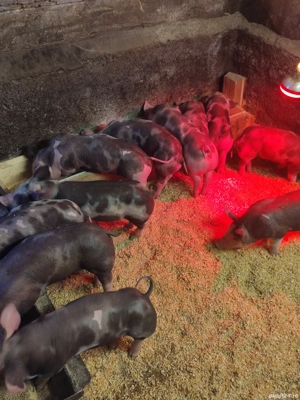 vand purcei  - imagine 3