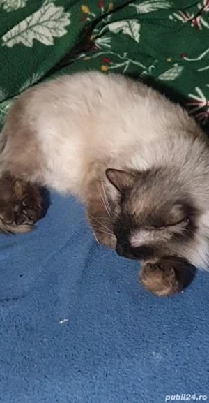 Vând motan birmanez frumos - imagine 4