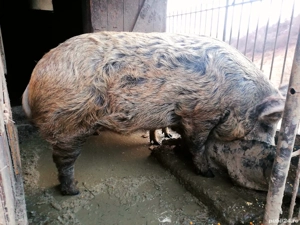 Porc mangaliță cu mistreț 