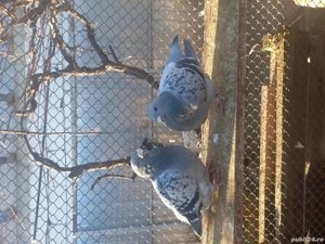 porumbei standard de vânzare 