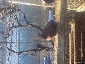 porumbei standard de vânzare  - imagine 2