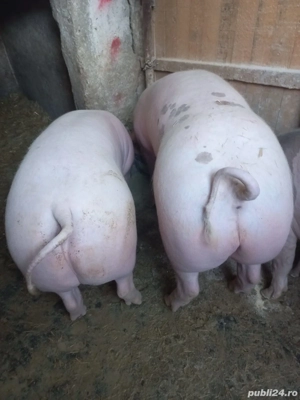 Porci de vanzare de carne 110la 140kg 