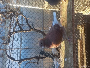 porumbei standard de vânzare  - imagine 3