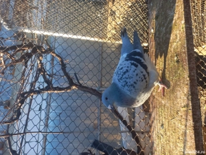 porumbei standard de vânzare  - imagine 4