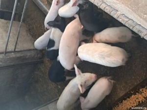 Vand soldani in beltiug 