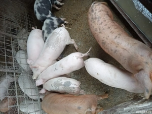 Porci de vanzare  - imagine 5