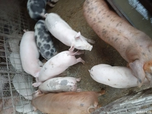 Porci de vanzare  - imagine 3