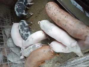 Porci de vanzare 