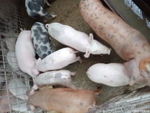 Porci de vanzare  - imagine 2