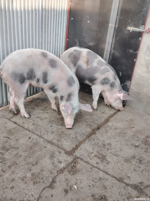 Vând doua grasune 60-70 de kg aproximativ  - imagine 2