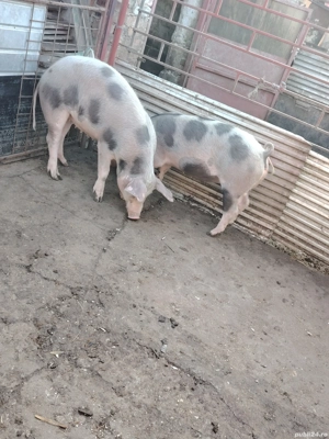 Vând doua grasune 60-70 de kg aproximativ  - imagine 3