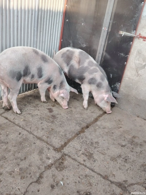 Vând doua grasune 60-70 de kg aproximativ  - imagine 5