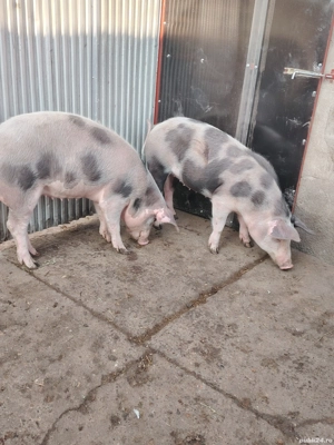 Vând doua grasune 60-70 de kg aproximativ 