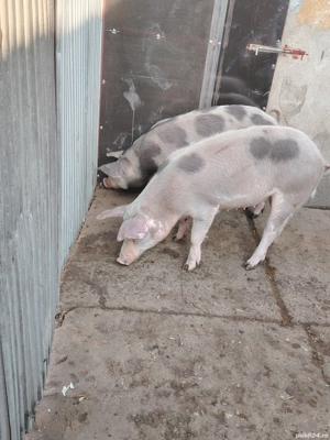 Vând doua grasune 60-70 de kg aproximativ  - imagine 4