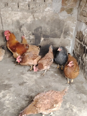 Găini 8 buc  - imagine 4