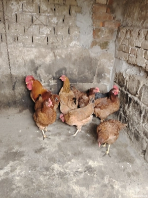 Găini 8 buc  - imagine 3