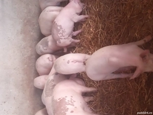 Porci de vânzare  - imagine 3