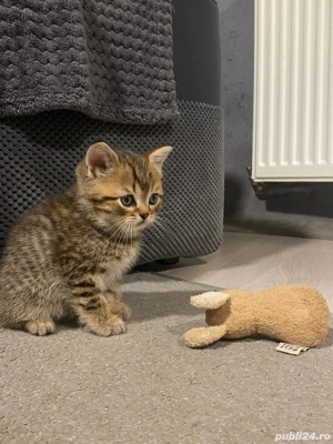 Scotish Fold &British Shorthair  - imagine 2