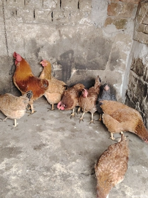 Găini 8 buc  - imagine 2