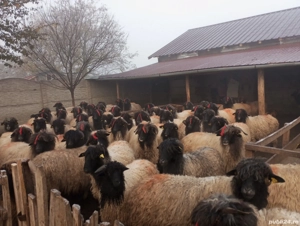 carabase de brastavatu  - imagine 4