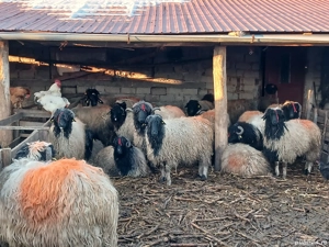 carabase de brastavatu  - imagine 5