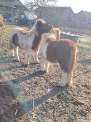 Vand doua manze de ponei  - imagine 2