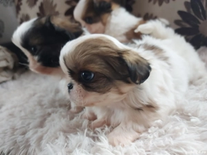 2 băieti si 1 fetiță - imagine 4