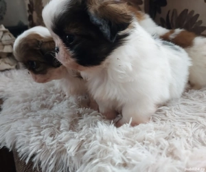 2 băieti si 1 fetiță - imagine 5