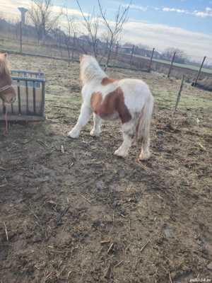 Vand doua manze de ponei  - imagine 4