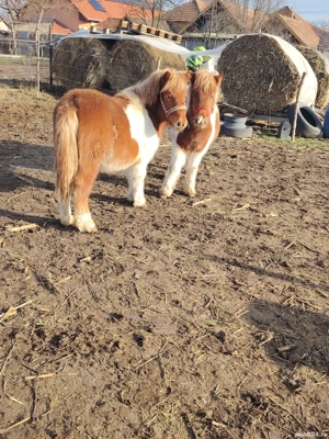 Vand doua manze de ponei  - imagine 5