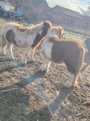 Vand doua manze de ponei  - imagine 3