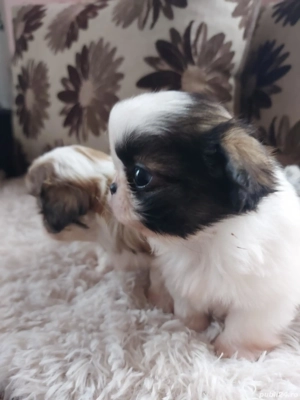 2 băieti si 1 fetiță - imagine 2