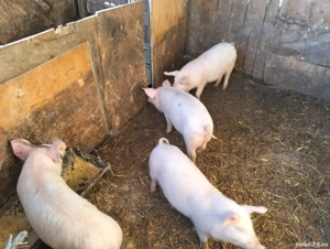 Purcei și soldani - imagine 5