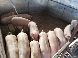 Purcei și soldani - imagine 4