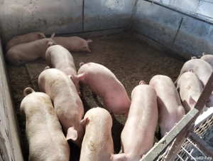 Purcei și soldani - imagine 3